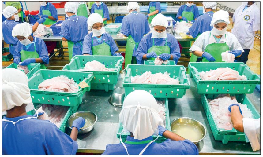 Mon State’s frozen fish export to China slows | Myanmar Digital News