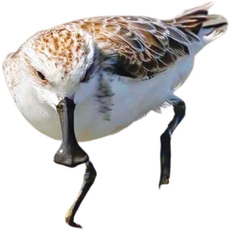 mdn