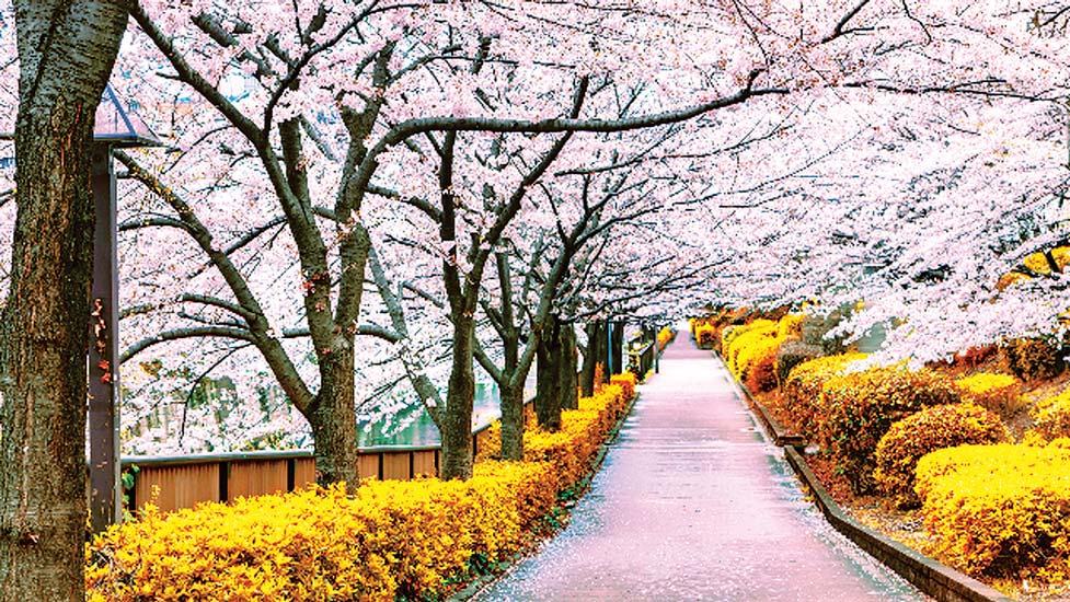 mmal japan 002